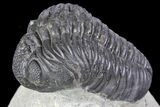 Bargain, Pedinopariops Trilobite - Mrakib, Morocco #137329-3